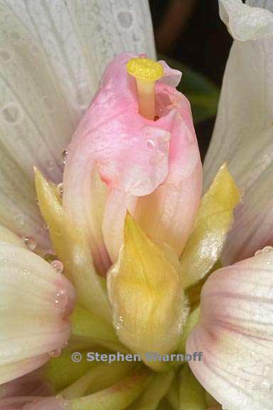 rhododendron grande graphic